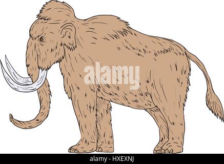 Disegno stile sketch illustrazione di un mammut lanosi, Mammuthus primigenius, un elefante preistorico che visse durante il Pleistocene epoch e uno o Illustrazione Vettoriale