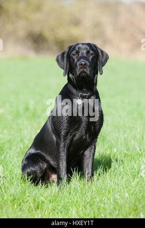 6 mesi di vecchio nero Labrador Retriever cane da lavoro fotografata al di fuori Foto Stock