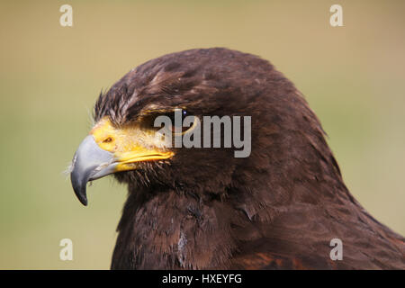 Stepp russo Eagle Foto Stock