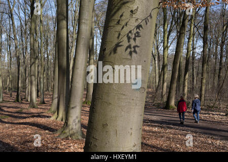 Walkers nel bosco che formano parte della Foret de Soignes, il 25 marzo, in Everberg, Belgio. Forêt de Soignes o legno di Soignies è un 4,421-ettaro (10,920 acri di foresta) che giace a spigolo sud-est di Bruxelles, Belgio. La foresta si trova nella regione fiamminga comuni di Sint-Genesius-Rode, Hoeilaart, Overijse, e Tervuren, nella regione di Bruxelles-Capitale comuni di Uccle, Watermael-Boitsfort, Auderghem Immobile e Woluwe-Saint-Pierre, e nella città del vallone di La Hulpe e Waterloo. Così, si allunga oltre le tre regioni belghe. Foto Stock