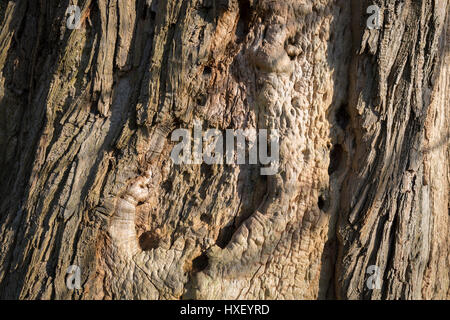Uno di segnato castagni, resti di un bosco sul campo di battaglia di Waterloo dove le truppe francesi morti nel loro migliaia al di fuori delle mura di Hougoumont Farm, il 25 marzo 2017, a Waterloo, Belgio. I tronchi di alberi sono ancora pockmarked da musket fire con fori ancora incorporato nella corteccia. Il castello divenne un epicentro di combattimenti in battaglia come è stato uno dei primi luoghi in cui britannici e di altre forze alleate di fronte di Napoleone. 12.000 truppe alleate per difendere 14.000 francese. La battaglia di Waterloo è stata combattuta il 18 giugno 1815. Un esercito francese sotto Napoleone Bonaparte era stato sconfitto da tw Foto Stock