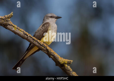 Un Western Kingbird prende una pausa da costruire il suo nido per nutrirsi di insetti da un pesce persico. Questi splendidi uccelli sono la primavera i visitatori del Stati Uniti occidentali. Foto Stock