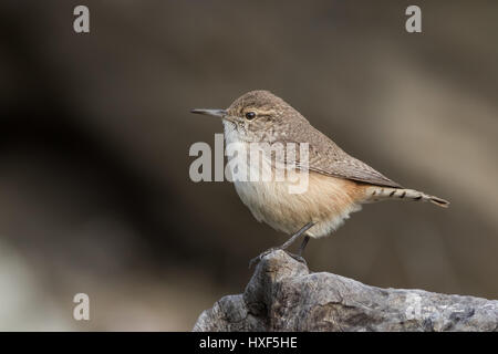 Un amichevole Rock Wren si siede su un registro di morti mentre in cerca di preda di insetti. Questi uccelli in grassetto sono divertenti soggetti e hanno personalità energica. Foto Stock