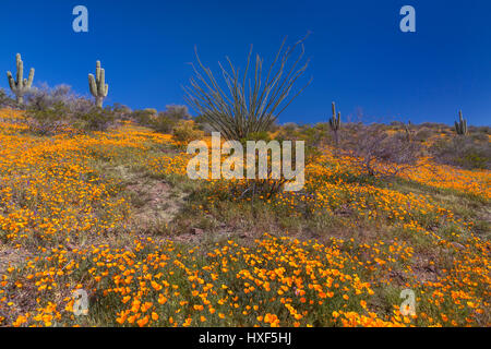 Mexican Gold papaveri in fiore nel peridoto Mesa al San Carlos Apache Prenotazione vicino Globe, Arizona, Stati Uniti. Foto Stock