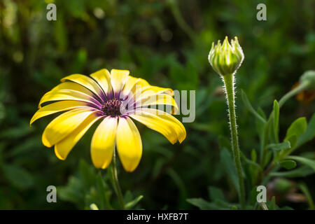 Giallo Margherita africana Foto Stock