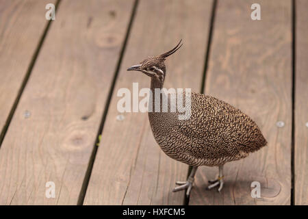 Elegante tinamou crestato chiamato Eudromia elegans elegans è trovato in Argentina Foto Stock