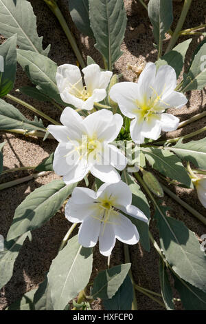 Dune primrose (Oenothera deltoides ssp. deltoides/Onagraceae) che fiorisce in Anza-Borrego Desert State Park, California, Stati Uniti d'America 2017 Foto Stock