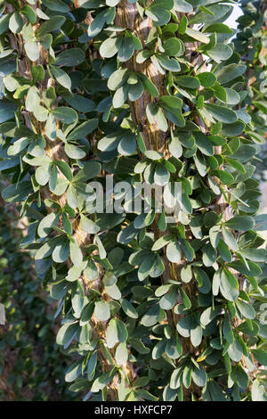 Close up Ocotillo (Fouquieria splendens) lascia Foto Stock
