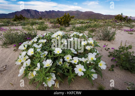 Dune primrose (Oenothera deltoides ssp. deltoides/Onagraceae) che fiorisce in Anza-Borrego Desert State Park, California, Stati Uniti d'America 2017 Foto Stock