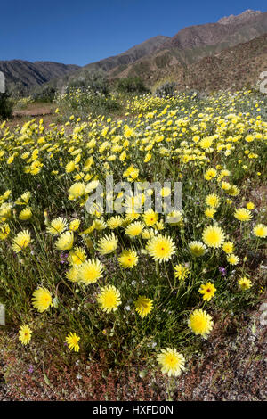 Deserto di tarassaco (Malacothrix glabrata (Malacothrix californica) che fiorisce in Anza-Borrego Desert State Park, California, Stati Uniti d'America 2017 Foto Stock