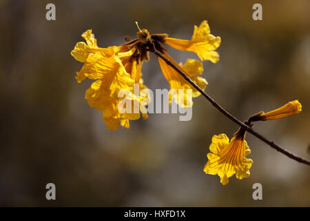 Fiori di colore giallo su una tromba d'oro albero chiamato Tabebuia Chrysotricha Foto Stock