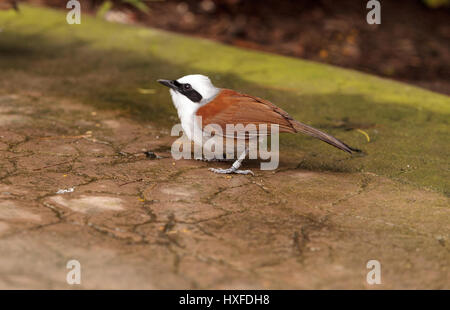 Bianco-crested laughingthrush chiamato Garrulax leucolophus posatoi in alberi e cacce lungo il terreno per il cibo. Foto Stock