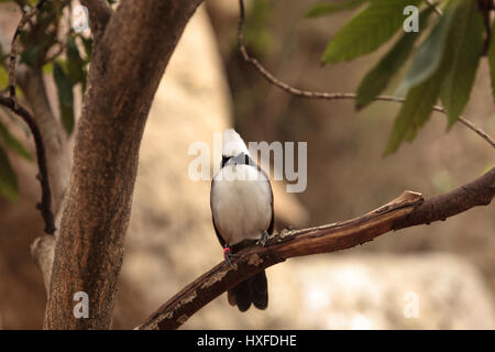 Bianco-crested laughingthrush chiamato Garrulax leucolophus posatoi in alberi e cacce lungo il terreno per il cibo. Foto Stock