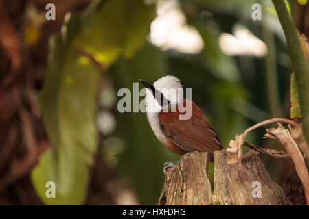 Bianco-crested laughingthrush chiamato Garrulax leucolophus posatoi in alberi e cacce lungo il terreno per il cibo. Foto Stock