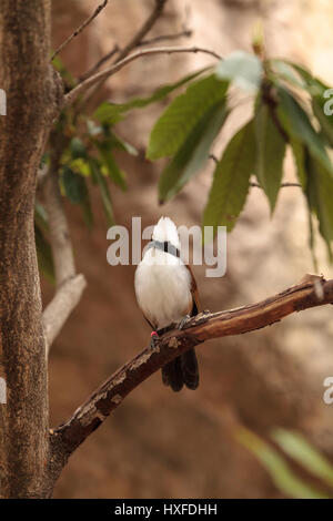 Bianco-crested laughingthrush chiamato Garrulax leucolophus posatoi in alberi e cacce lungo il terreno per il cibo. Foto Stock