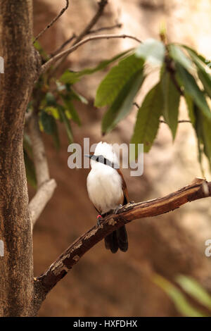 Bianco-crested laughingthrush chiamato Garrulax leucolophus posatoi in alberi e cacce lungo il terreno per il cibo. Foto Stock