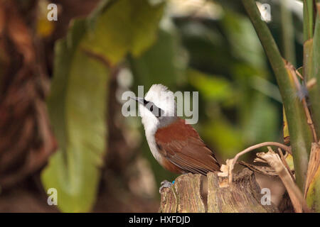 Bianco-crested laughingthrush chiamato Garrulax leucolophus posatoi in alberi e cacce lungo il terreno per il cibo. Foto Stock