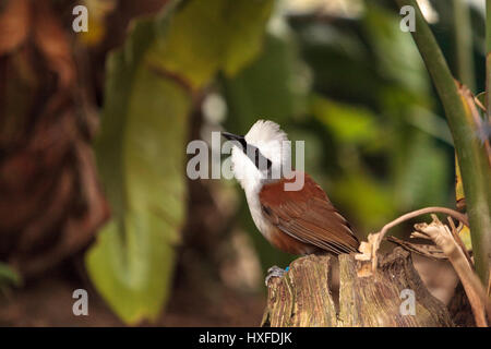 Bianco-crested laughingthrush chiamato Garrulax leucolophus posatoi in alberi e cacce lungo il terreno per il cibo. Foto Stock