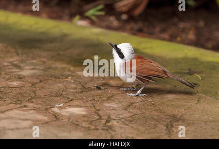 Bianco-crested laughingthrush chiamato Garrulax leucolophus posatoi in alberi e cacce lungo il terreno per il cibo. Foto Stock