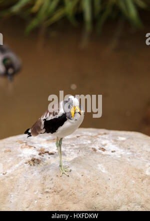 Bianco-testa chiamato pavoncella Vanellus albiceps posatoi su una roccia. Questo uccello ha alette giallo lungo il lato del suo volto che si estendono da un becco di squalo. Foto Stock