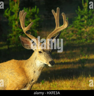 Mulo Cervo con corna di cervo nel Parco Nazionale di Yellowstone, Wyoming negli Stati Uniti. Estate 2016. Foto Stock