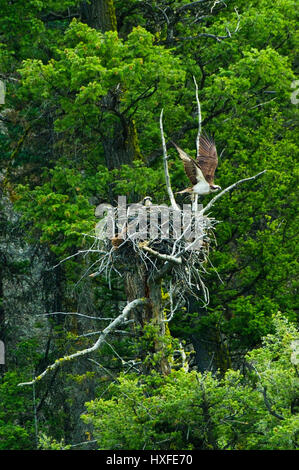 Osprey battenti fuori del nido, il Parco Nazionale di Yellowstone, Wyoming negli Stati Uniti, estate 2016 Foto Stock