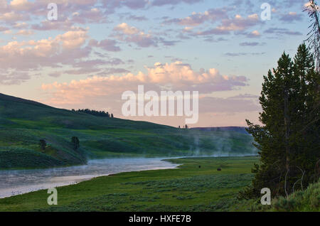 Yellowstone River all'alba con nuvole rosa, di nebbia proveniente dal fiume e due bison nella distanza. Parco Nazionale di Yellowstone, Wyoming. Estate 2016 Foto Stock