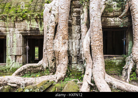 La rovina delle antiche Ta Phrom tempio in Khmer complesso di Angkor vicino a Siem Reap in Cambogia. Questo è uno del sud-est asiatico grande punto di riferimento e ar Foto Stock