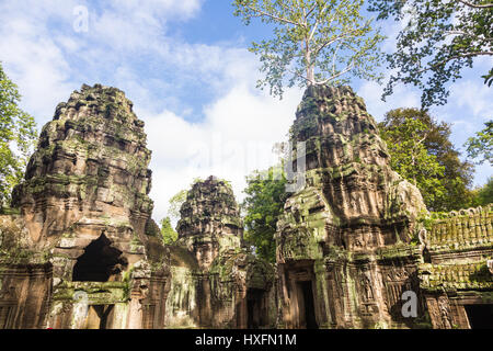 La rovina delle antiche Ta Phrom tempio in Khmer complesso di Angkor vicino a Siem Reap in Cambogia. Questo è uno del sud-est asiatico grande punto di riferimento e ar Foto Stock