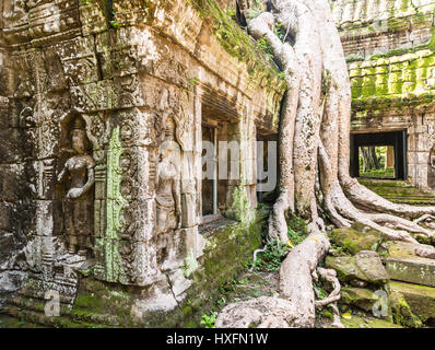 Bassorilievi e gli alberi che si fonde con l'antica pietra del famoso Khmer Ta Prohm tempio di Angkor, Siem Reap in Cambogia Foto Stock