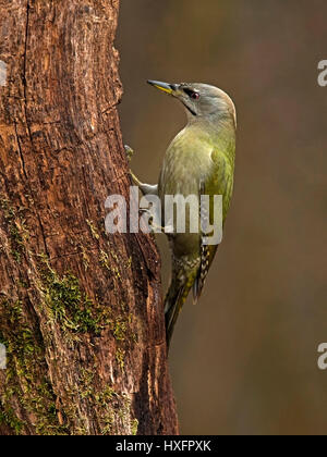 Picchio cenerino sul tronco di albero Foto Stock