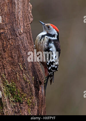 Medio macchie Picchio sul tronco di albero Foto Stock