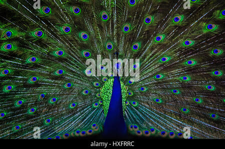 Un bel blu pavone sta ballando per attrarre il suo partner Foto Stock
