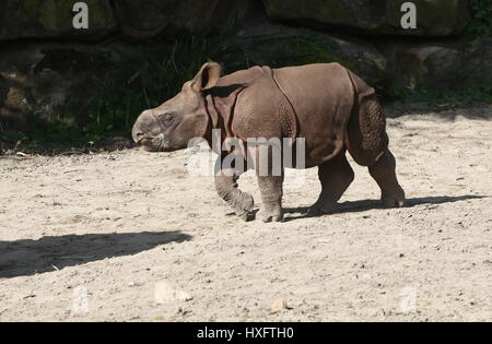 Baby maggiore di un corno di rinoceronte indiano (Rhinoceros unicornis) Foto Stock