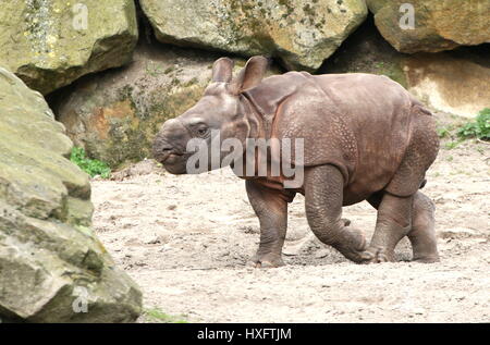 Baby maggiore di un corno di rinoceronte indiano (Rhinoceros unicornis) Foto Stock