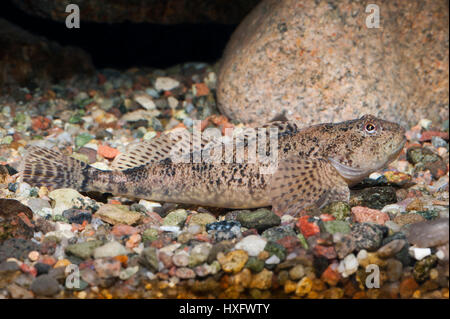 Alpine paratia, pezzata sculpin (Cottus poecilopus) giacente su una ghiaia grossa massa, captive Foto Stock