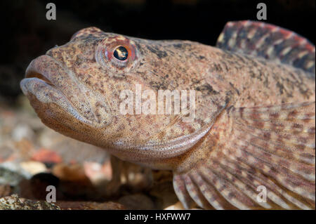 Alpine paratia, pezzata sculpin (Cottus poecilopus), ritratto, capivivity Foto Stock