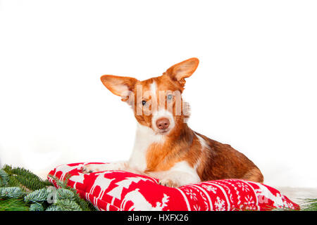 Mixed-razza cane (Welsh Corgi x Jack Russell Terrier) giacente su un cuscino. Studio Immagine contro uno sfondo bianco Foto Stock