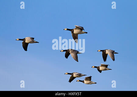 Barnacle Goose (Branta leucopsis). Gregge in volo. Germania Foto Stock