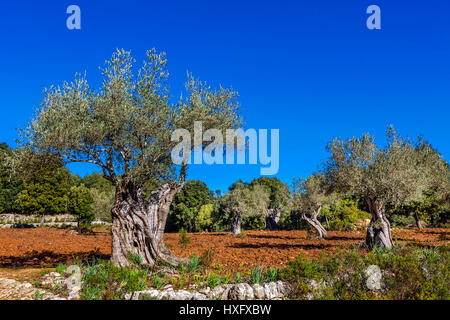 Boschetto di ulivi a Maiorca, isole Baleari, Spagna, Europa Foto Stock