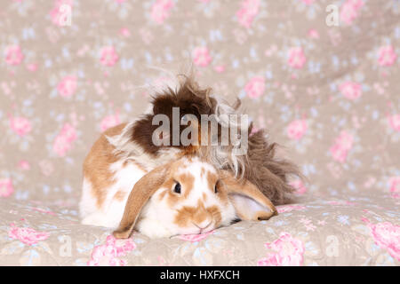 Lop-eared Dwarf Rabbit e Longhaired Cavia seduto accanto a ogni altro. Studio Immagine visto contro un disegno floreale di carta da parati. Germania Foto Stock