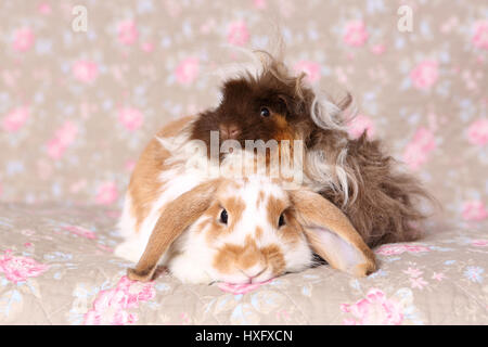 Lop-eared Dwarf Rabbit e Longhaired Cavia seduto accanto a ogni altro. Studio Immagine visto contro un disegno floreale di carta da parati. Germania Foto Stock