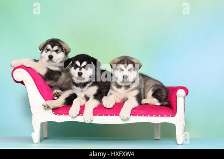 Alaskan Malamute. Tre cuccioli (6 settimane di età) su una chaise longue. Studio Immagine, visto contro un fondo azzurro. Germania. Foto Stock