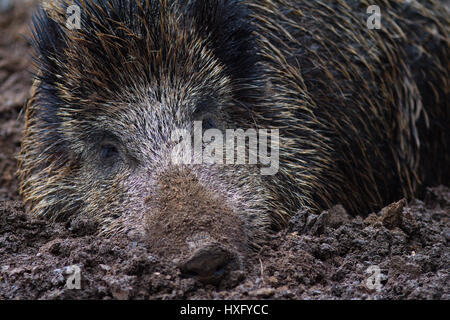 Il cinghiale (Sus scrofa) in un sguazzi. Germania Foto Stock