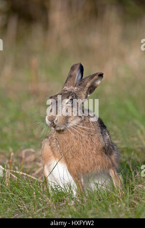 European Brown Hare (Lepus europaeus). Adult eating its own feces pellet feces to extract further nutrients, coprophagy. Germany Foto Stock