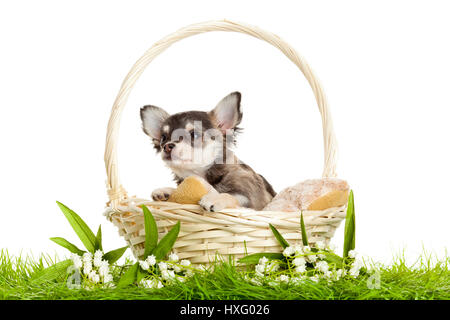 LChihuahua cuccioli. ovely cucciolo s. ritratto di cuccioli in un cestello di fronte a uno sfondo bianco Foto Stock
