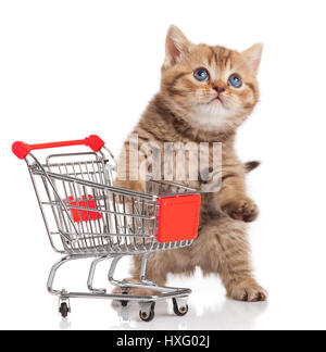 Britannico gatto con carrello isolato su bianco. gattino osolated Foto Stock