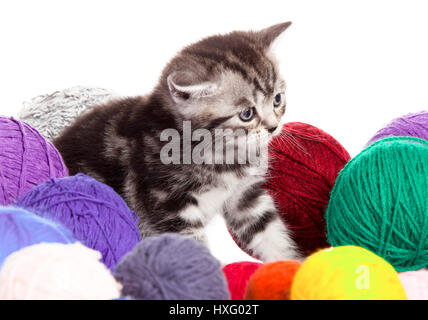Gattino con sfere di thread. piccolo gattino su sfondo bianco. Foto Stock