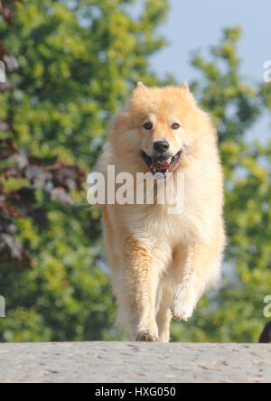 Eurasier, Eurasian. Maschio adulto (9 anni) in marcia verso la telecamera. Germania Foto Stock