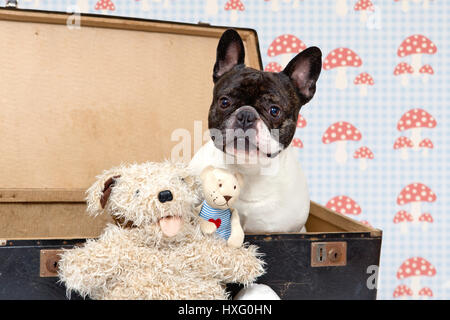 Bulldog francese. Maschio adulto seduto in un piccolo cesto con tulle blu. Studio Immagine. Germania Foto Stock